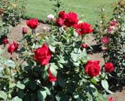 red rose bush in bloom