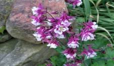 Columbine lots flowers